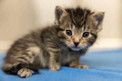 Kitten from local drive